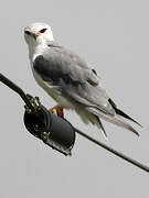 Black-winged Kite