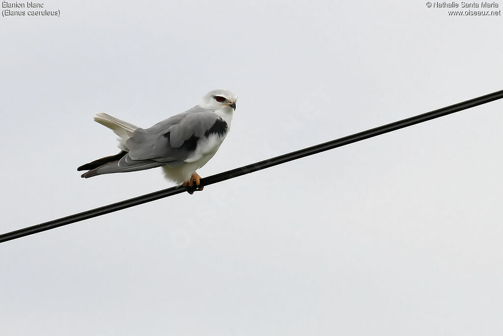 Black-winged Kiteadult, identification