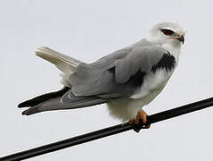 Black-winged Kite