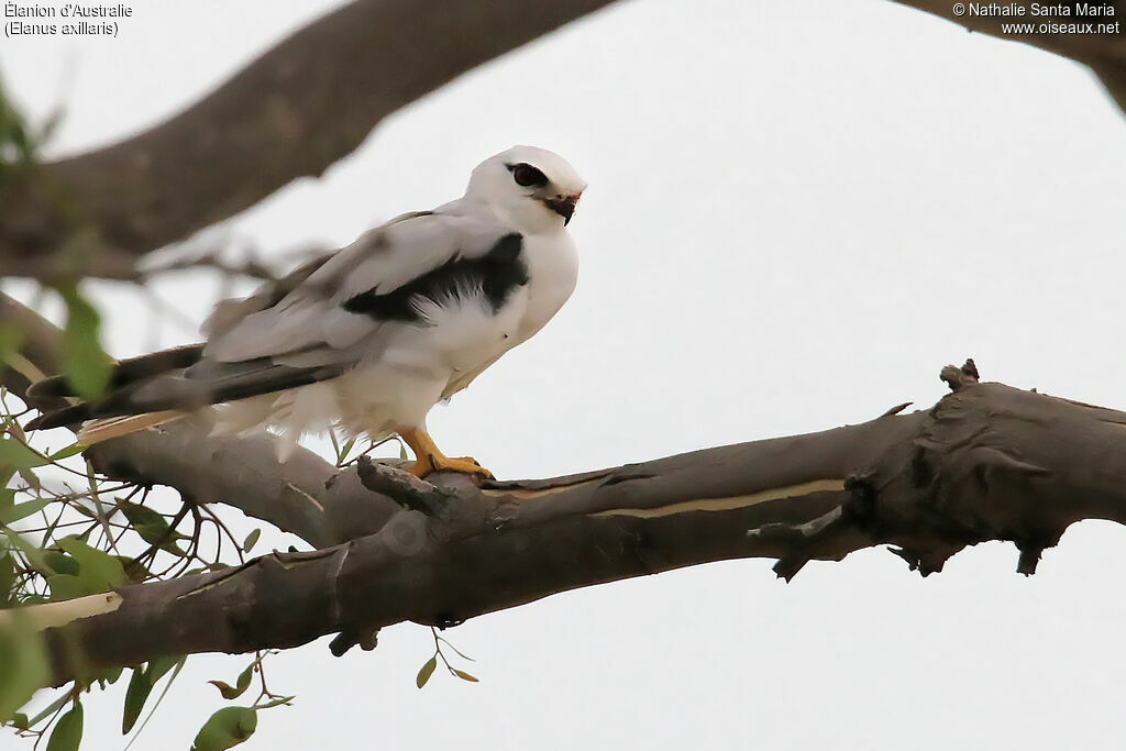 Black-shouldered Kiteadult, identification