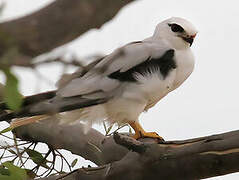 Black-shouldered Kite