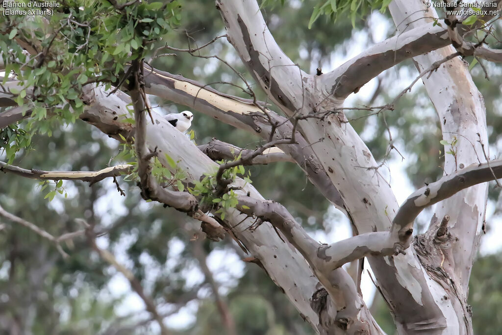 Élanion d'Australieadulte, habitat, pêche/chasse