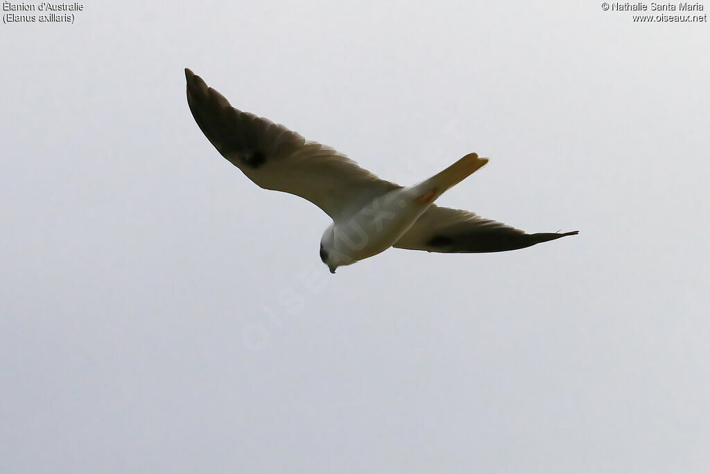 Black-shouldered Kiteadult, Flight