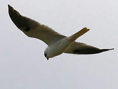 Black-shouldered Kite