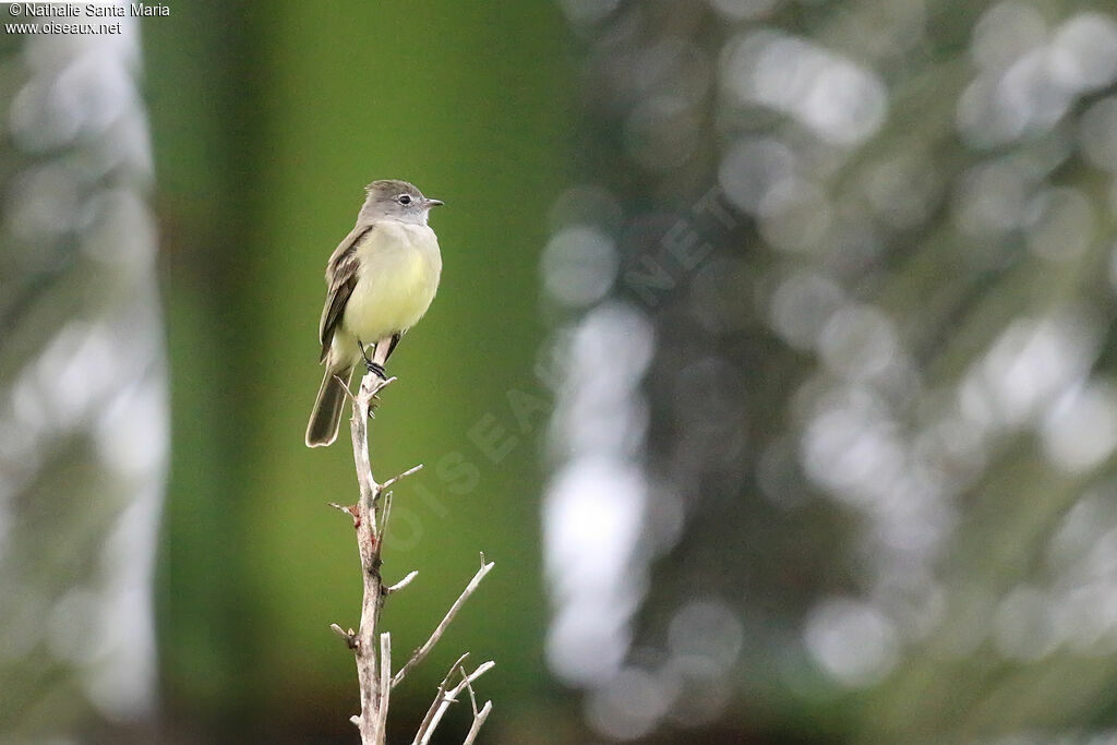 Élénie à ventre jauneadulte, identification