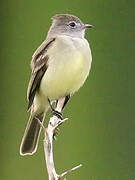 Yellow-bellied Elaenia