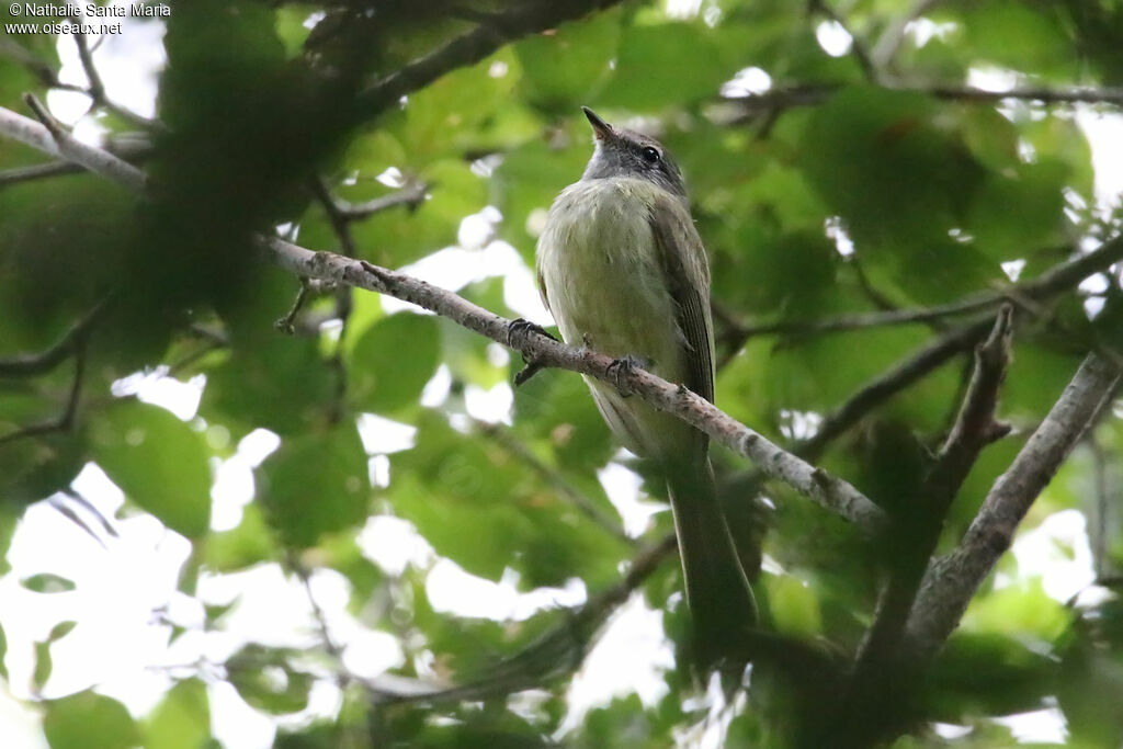 Greenish Elaeniaadult, identification