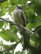 Greenish Elaenia