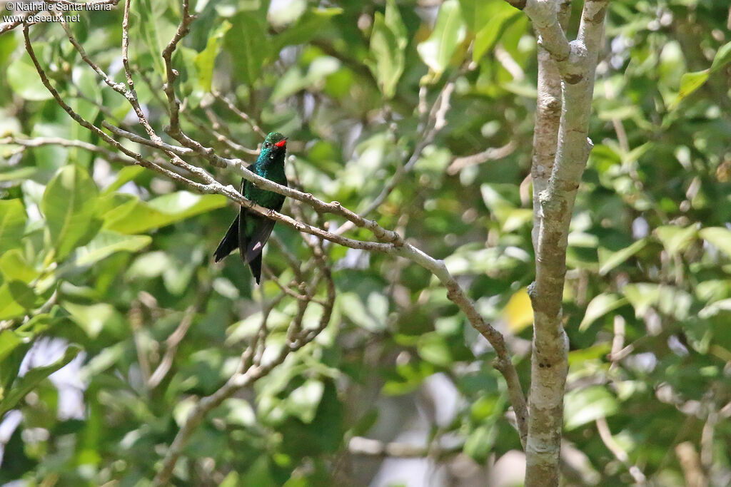 Émeraude de Canivet mâle adulte, identification