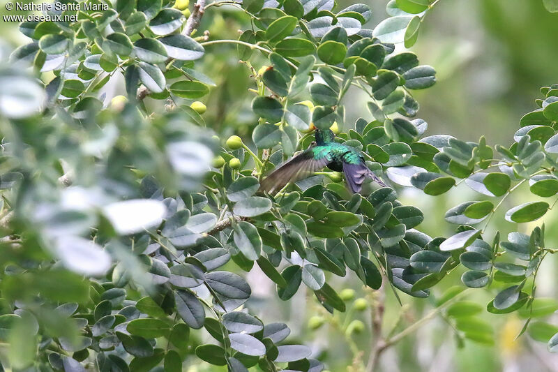 Canivet's Emerald male adult, Flight