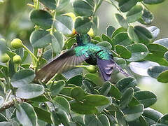 Canivet's Emerald