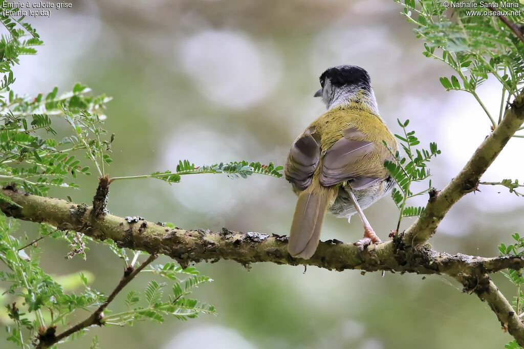 Grey-capped Warbleradult, identification, habitat