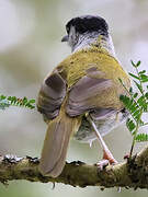 Grey-capped Warbler