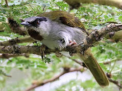 Grey-capped Warbler