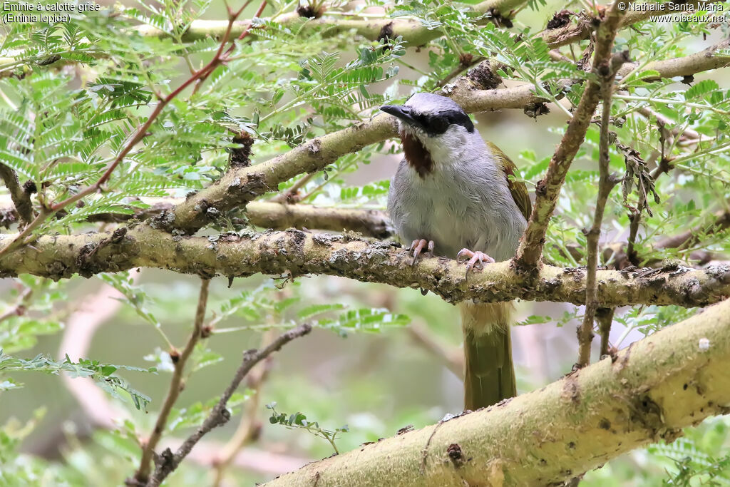 Grey-capped Warbleradult, identification, habitat