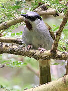 Grey-capped Warbler