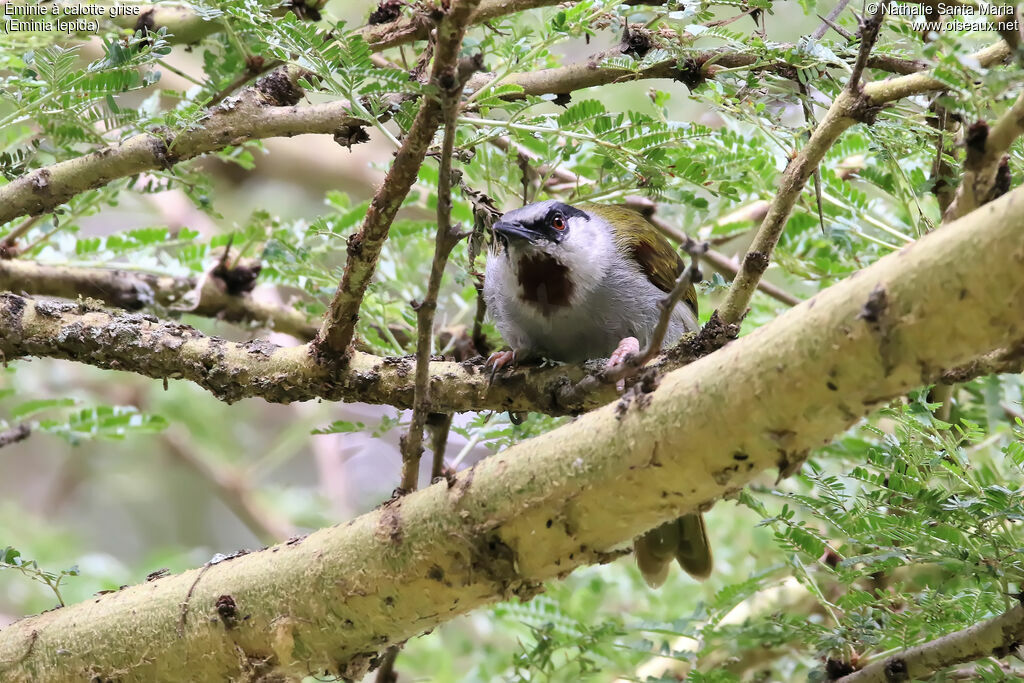 Grey-capped Warbleradult, identification, habitat