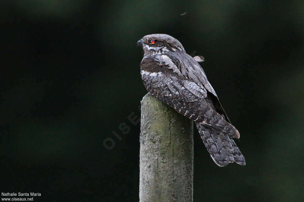 European Nightjar male adult, fishing/hunting, Behaviour