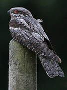 European Nightjar