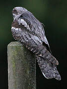 European Nightjar