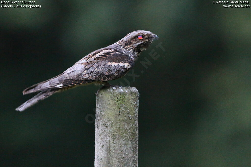 European Nightjaradult, identification, fishing/hunting, Behaviour