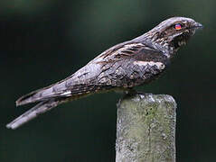 European Nightjar