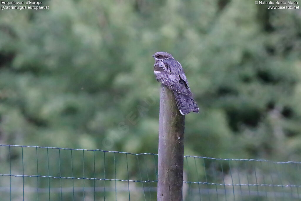 European Nightjar male adult, habitat