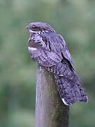 European Nightjar