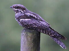 European Nightjar