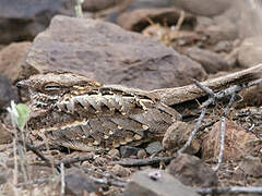 Slender-tailed Nightjar