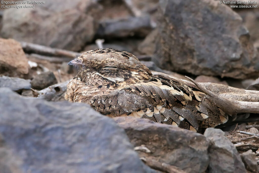 Engoulevent de Reichenowadulte, identification, habitat, camouflage