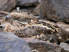 Slender-tailed Nightjar