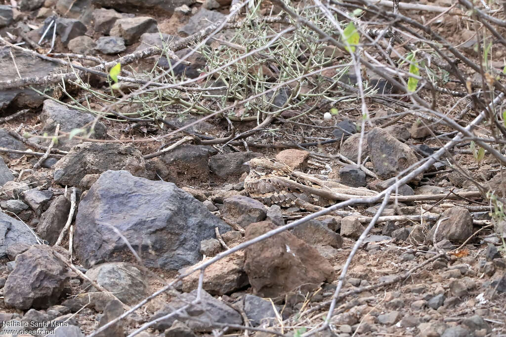 Engoulevent de Reichenowadulte, habitat, camouflage