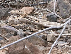 Slender-tailed Nightjar