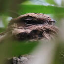 Engoulevent pauraqué