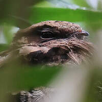 Engoulevent pauraqué