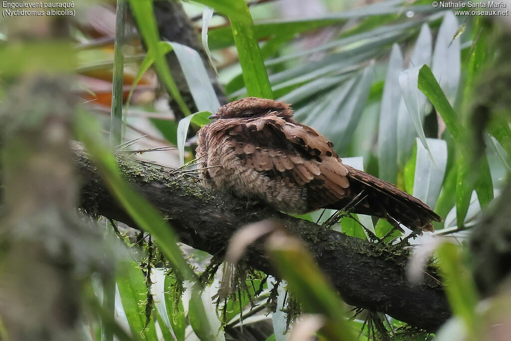 Engoulevent pauraqué