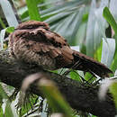 Engoulevent pauraqué