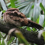 Engoulevent pauraqué