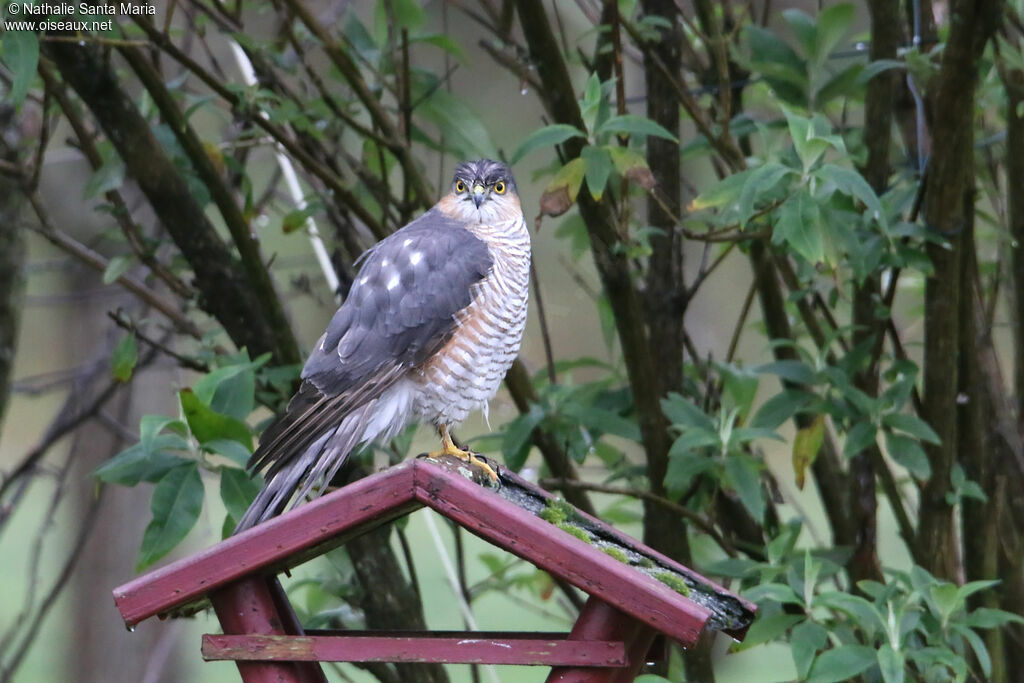 Eurasian Sparrowhawk male subadult, identification