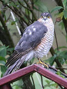 Eurasian Sparrowhawk