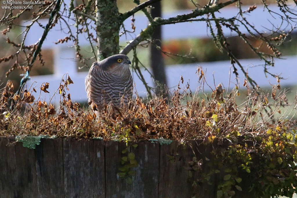 Eurasian Sparrowhawk male subadult, identification, fishing/hunting