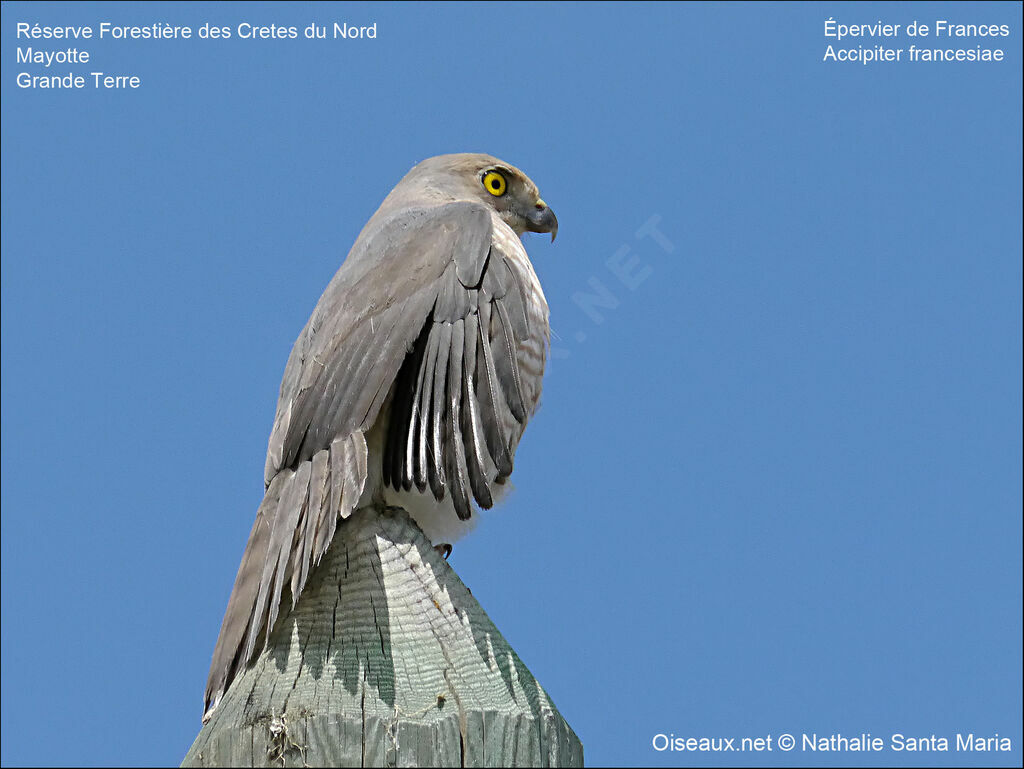 Frances's Sparrowhawk male adult, identification, Behaviour