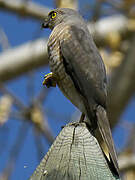 Frances's Sparrowhawk