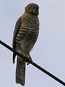 Frances's Sparrowhawk