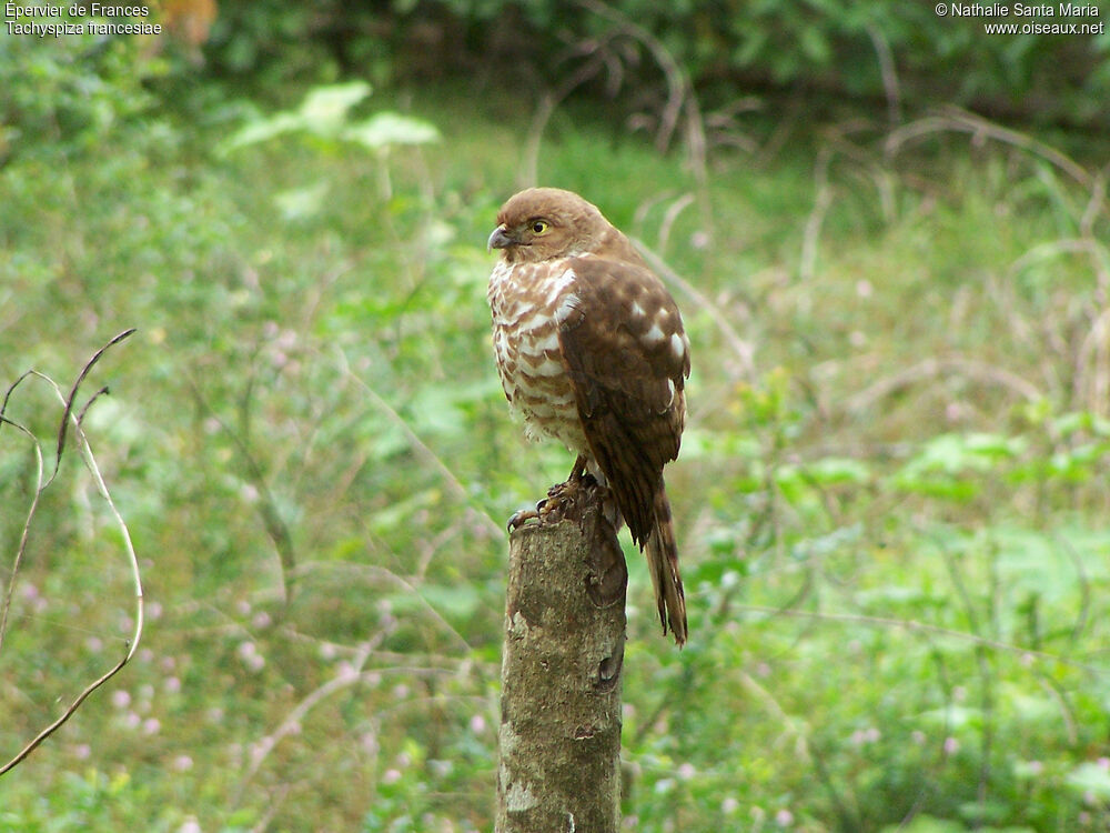 Frances's Sparrowhawk female adult, identification, habitat, Behaviour