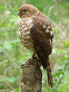 Frances's Sparrowhawk