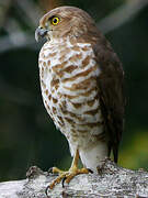 Frances's Sparrowhawk