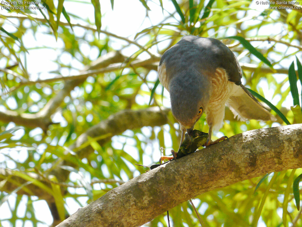 Frances's Sparrowhawk male adult, identification, habitat, feeding habits, eats