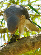 Frances's Sparrowhawk